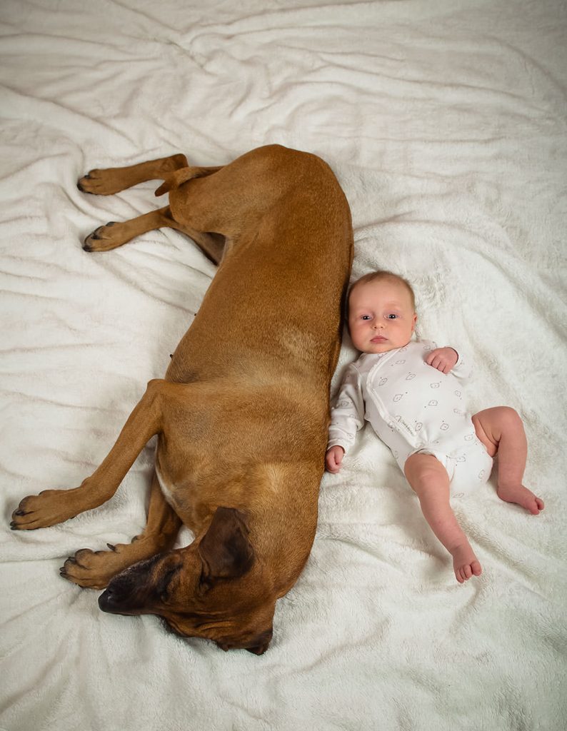 Foto Ridgeback mit Baby