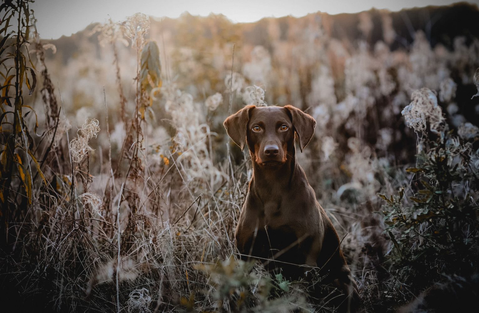 Tierfotografie Gauting