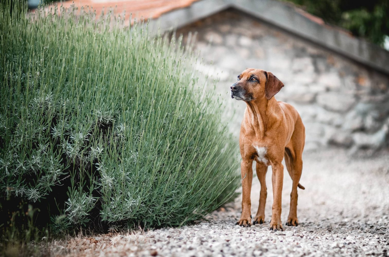Hundefotografie Starnberg